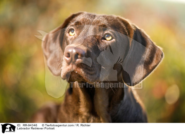 Labrador Retriever Portrait / RR-94346
