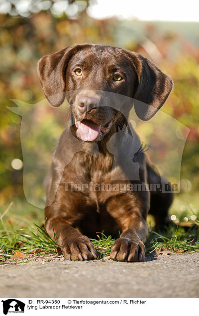 lying Labrador Retriever / RR-94350