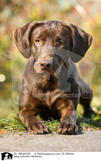 lying Labrador Retriever / RR-94355