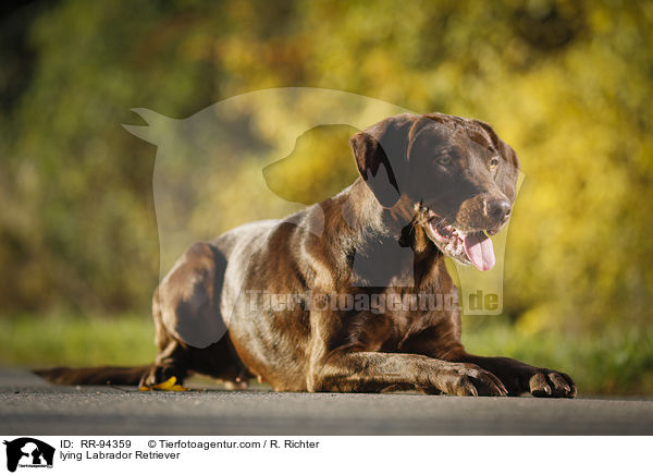 lying Labrador Retriever / RR-94359