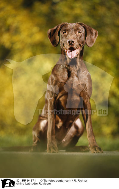 sitting Labrador Retriever / RR-94371