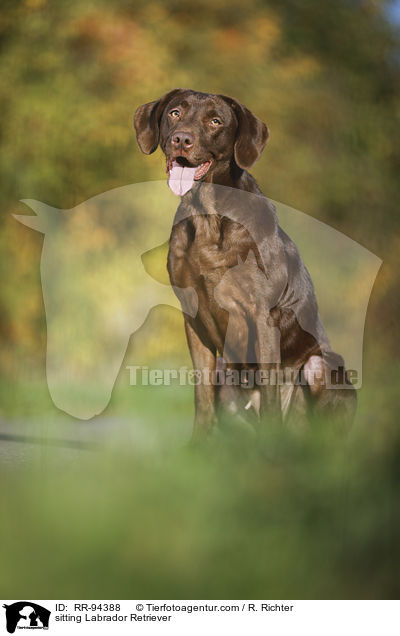 sitting Labrador Retriever / RR-94388