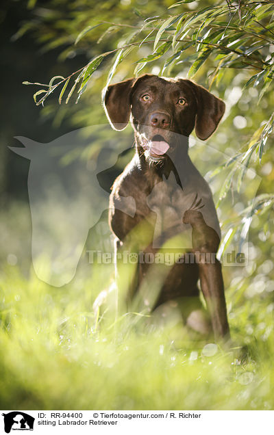 sitting Labrador Retriever / RR-94400