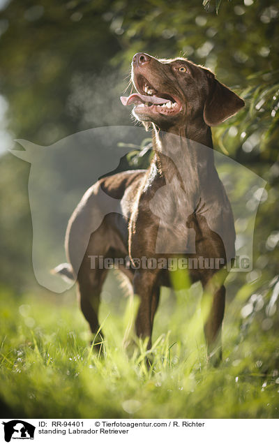 standing Labrador Retriever / RR-94401
