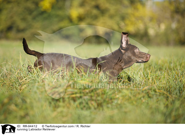 running Labrador Retriever / RR-94412