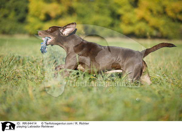 playing Labrador Retriever / RR-94414