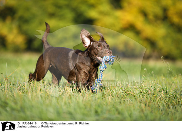 spielender Labrador Retriever / playing Labrador Retriever / RR-94419