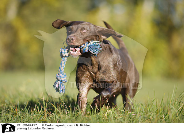 playing Labrador Retriever / RR-94427