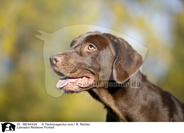 Labrador Retriever Portrait / RR-94428