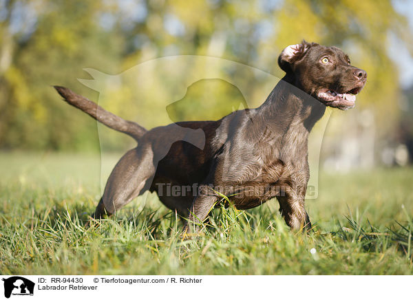 Labrador Retriever / RR-94430