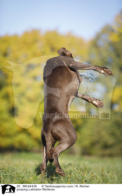 jumping Labrador Retriever / RR-94436