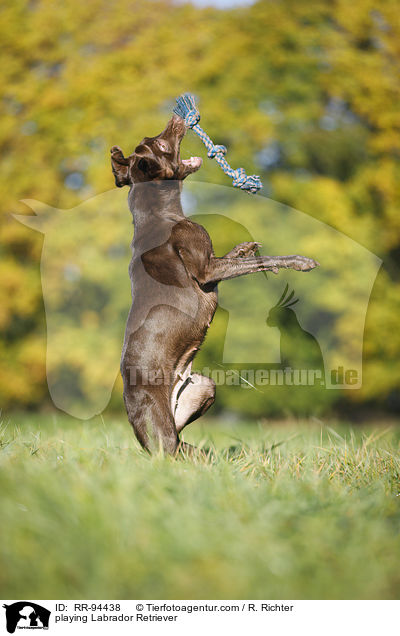 playing Labrador Retriever / RR-94438