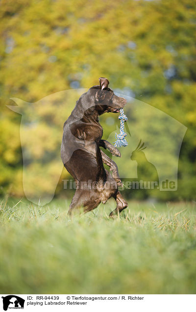playing Labrador Retriever / RR-94439