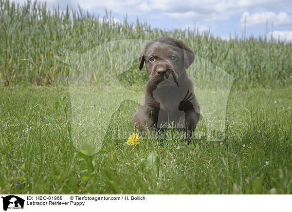 Labrador Retriever Puppy / HBO-01968