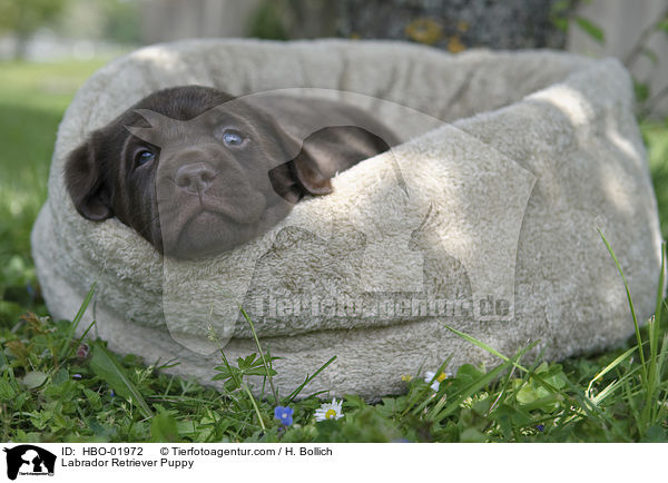 Labrador Retriever Puppy / HBO-01972