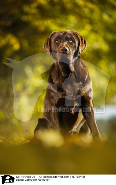 sitting Labrador Retriever / RR-96505