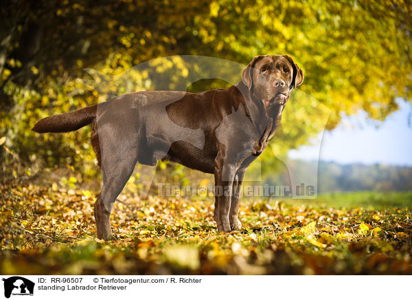 standing Labrador Retriever / RR-96507