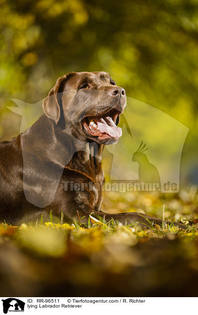 lying Labrador Retriever / RR-96511
