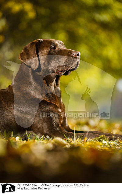 lying Labrador Retriever / RR-96514
