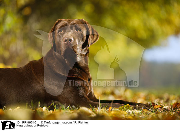 lying Labrador Retriever / RR-96516