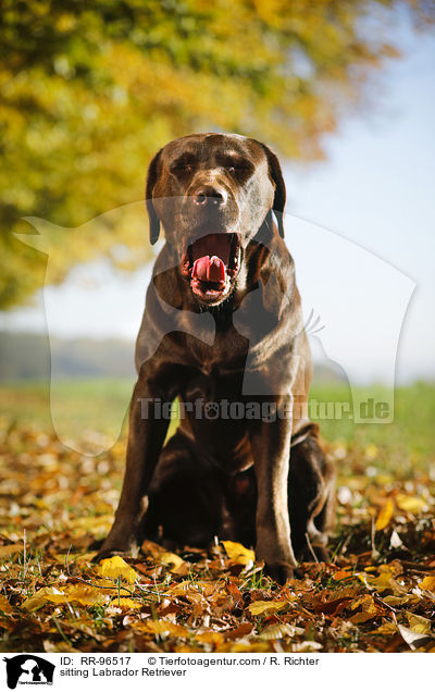 sitting Labrador Retriever / RR-96517
