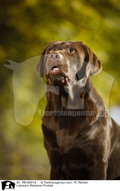 Labrador Retriever Portrait / RR-96518