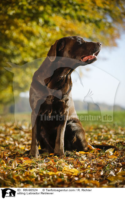 sitting Labrador Retriever / RR-96524