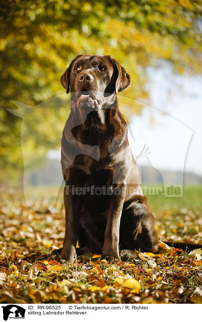 sitting Labrador Retriever / RR-96525
