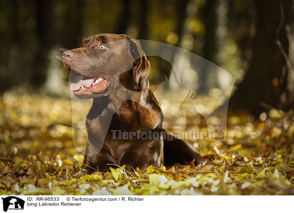 lying Labrador Retriever / RR-96533
