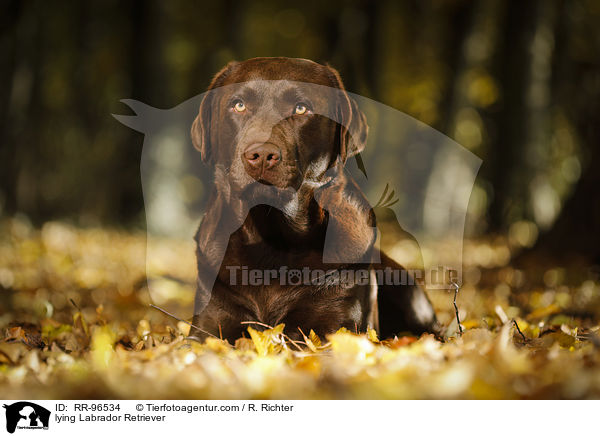 lying Labrador Retriever / RR-96534