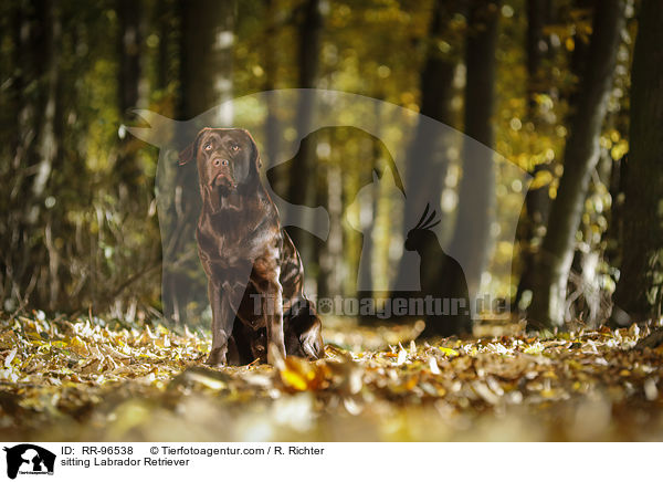 sitting Labrador Retriever / RR-96538