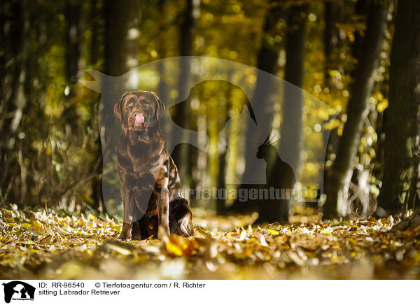 sitting Labrador Retriever / RR-96540