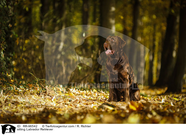 sitting Labrador Retriever / RR-96542