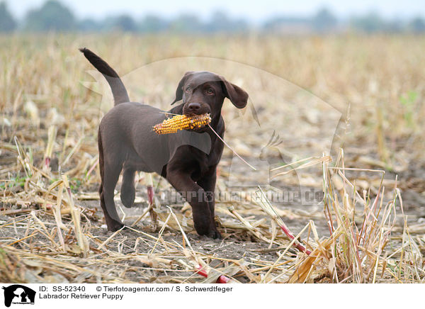 Labrador Retriever Puppy / SS-52340