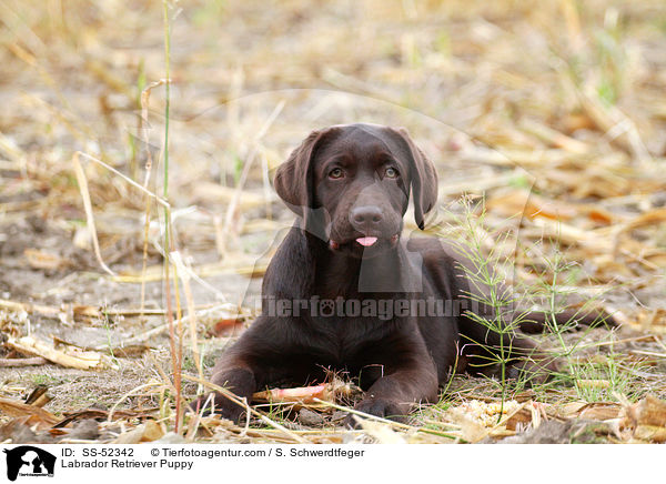 Labrador Retriever Puppy / SS-52342