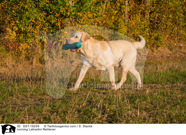 rennender Labrador Retriever / running Labrador Retriever / SST-19259