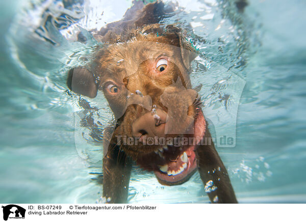 diving Labrador Retriever / BS-07249