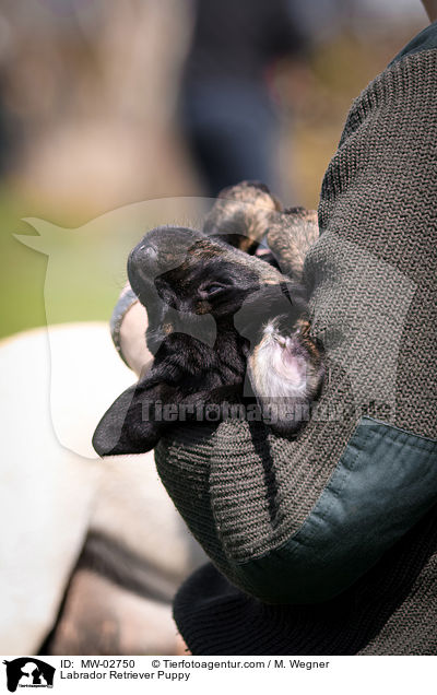 Labrador Retriever Welpe / Labrador Retriever Puppy / MW-02750