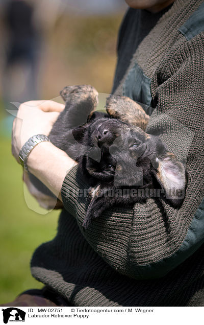 Labrador Retriever Welpe / Labrador Retriever Puppy / MW-02751