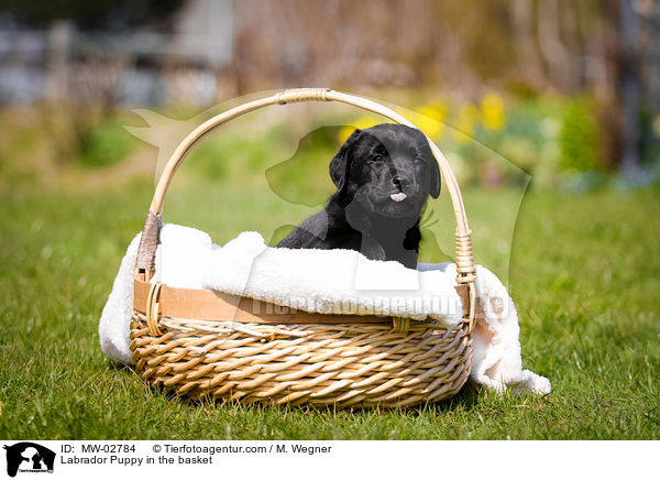 Labrador Welpe im Krbchen / Labrador Puppy in the basket / MW-02784