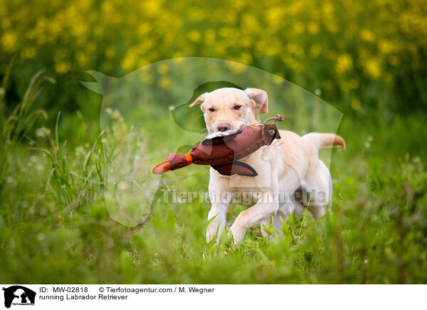 running Labrador Retriever / MW-02818