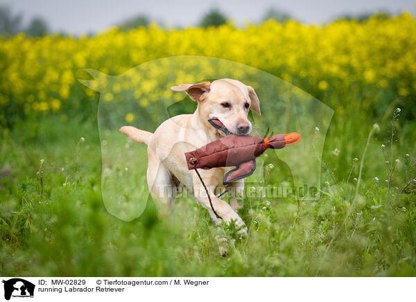 rennender Labrador Retriever / running Labrador Retriever / MW-02829
