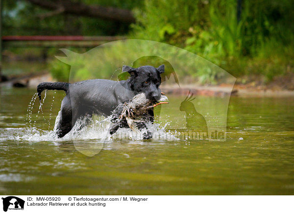 Labrador Retriever auf Entenjagd / Labrador Retriever at duck hunting / MW-05920