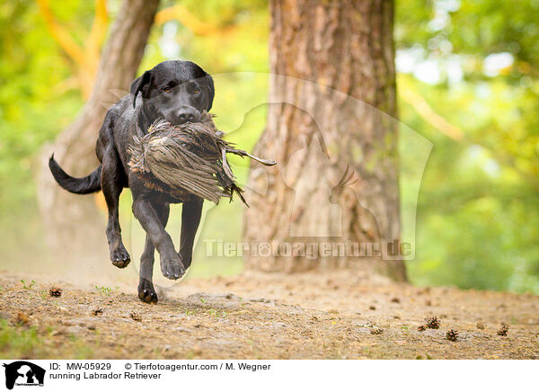 running Labrador Retriever / MW-05929