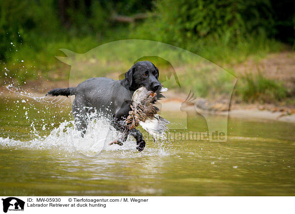 Labrador Retriever at duck hunting / MW-05930