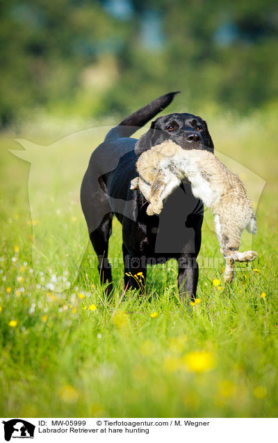 Labrador Retriever auf Hasenjagd / Labrador Retriever at hare hunting / MW-05999