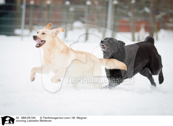 running Labrador Retriever / MW-06184