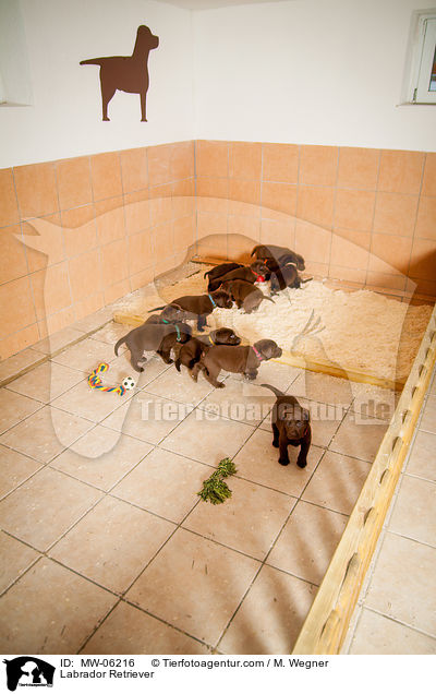 Labrador Retriever / Labrador Retriever / MW-06216