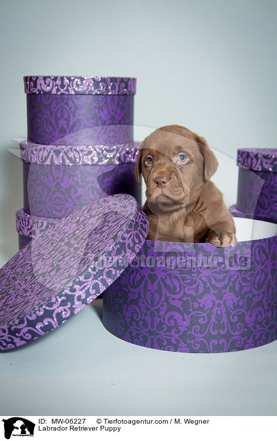 Labrador Retriever Puppy / MW-06227