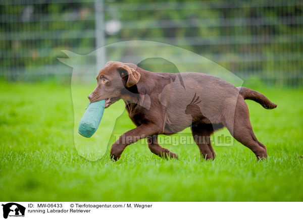 running Labrador Retriever / MW-06433